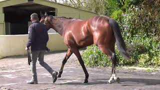 Lot 148 Doncaster Breeze Up Sale [upl. by Skipper]