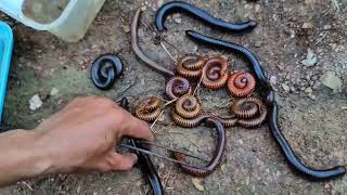 I Found a Secret Spotted With Many Giant Millipedes Catch Black Millipede red Millipede [upl. by Yoral]