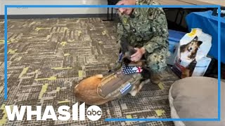 Veteran reunited with beloved military K9 after a year apart [upl. by Juline516]