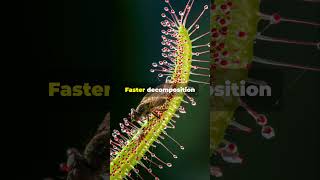 Carnivorous Plants Secret Weapon Fungi [upl. by Stearne]