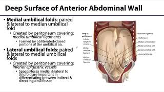 Abdominal Wall Peritoneum and Intestines LO 2  Abdominal Wall [upl. by Ahtilat]