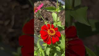 Zinnias are a must have in my little farmish lifestyle zinnias charmfarm [upl. by Nodnil563]