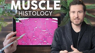 Muscle Histology Explained for Beginners  Corporis [upl. by Tuinenga]