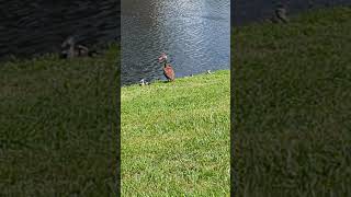 Never Seen Black Bellied Whistling Ducklings Before with Mom in Grass by Pond on Oviedo Boulevard [upl. by Aneelahs]