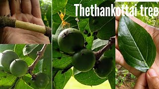 Thethankottai tree  தேற்றான்கொட்டை மரம் Strychnos potatorum kataka Nirmali clearing nut tree [upl. by Anirbas487]