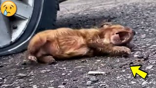 Fino alle lacrime Un cane randagio si contorceva dal dolore supplicando i passanti aiuto [upl. by Tnairb]