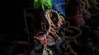 Scolopendra dehaani eating pinky [upl. by Eeryk256]