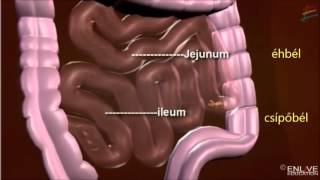 Az emésztőrendszer működése [upl. by Kieffer]