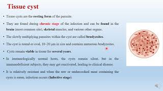 Protozoan Parasitology Lecture 7 Toxoplasma gondii amp Isospora belli [upl. by Anaile869]