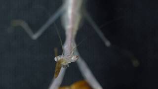 Sinomantis denticulata Glass Mantis eating [upl. by Susejedesoj]