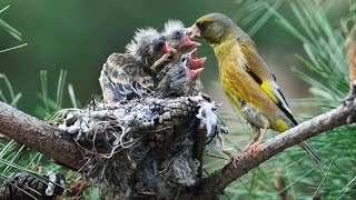 Goldfinch  Burung Ini Berkembang Biak di Balkon Apartemen [upl. by Ianahs]