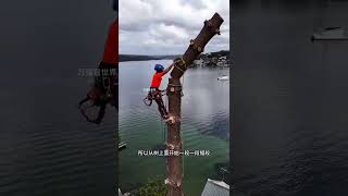 Are you afraid of heights when you are such a high treechainsawshardwaretoolsviralvideoforyou [upl. by Marjy]