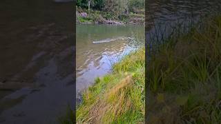 MASSIVE FALL 2024 STEELHEADNOT catchnrelease fishing troutfishing [upl. by Jary210]