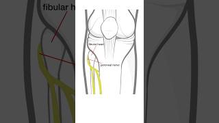 Foot Drop  L5 radiculopathy vs peroneal nerve injury [upl. by Kohn]