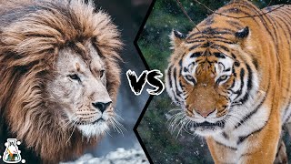 BARBARY LION VS SIBERIAN TIGER  Who Would Win [upl. by Booker]