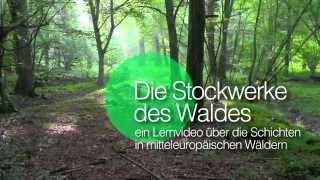 Die Stockwerke des Waldes  Einleitung [upl. by Shanta]