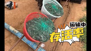 又到收虾季！虾不耐运输？自用的小方法分享给大家！ [upl. by Yrallih]