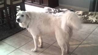 Great pyrenees barking [upl. by Aseyt]