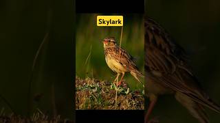 Skylark Alauda arvensis life skylark beautiful birds [upl. by Caffrey]