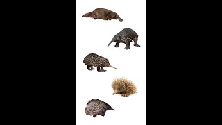 🥚 EggLaying Mammals  5 Types Of Mammals That Lay Eggs youtubeshorts shorts 🥚 [upl. by Livingstone]