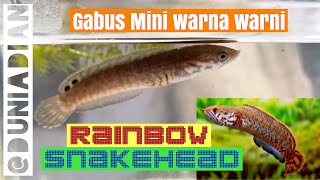 BELI CHANNA BLEHERI I Ikan Gabus Mini Warna Pelangi [upl. by Letty]