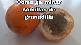 Como germinar y trasplantar semillas de granadilla 100 orgánico I Huerto de Narci [upl. by Messere]