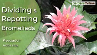 Dividing and RePotting Bromeliads [upl. by Akenehs510]