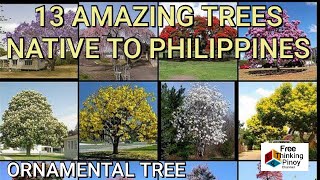 MAS MAGANDA PA SA SAKURA TREE NG JAPAN 13 Pinaka magandang puno Beautiful trees in the Philippines [upl. by Syst337]