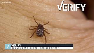 VERIFY Can bed bug bites be harmful to your health [upl. by Ainomar]