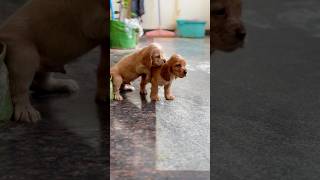 Beautiful gold cocker spaniel puppies ready for rehoming cocker spaniel puppy cockerspaniel short [upl. by Neenej]