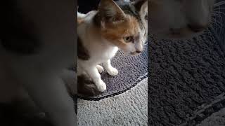 😬😤😡enne deshyam pidippikkaruth🤧 🐈petlover [upl. by Assirem786]