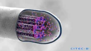 Crecimiento axonal [upl. by Gilbertine]