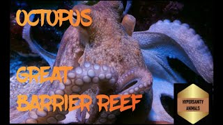 Unveiling the Hidden Secrets of Octopuses in the Great Barrier Reef [upl. by Delbert608]