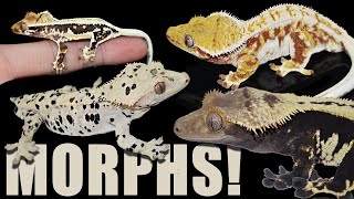 Crested Gecko Morphs Explained [upl. by Yeldua]