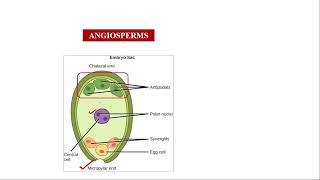 Micropyle and Chalaza end neet2024 neetbiology angiosperms [upl. by Nellac]