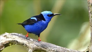 Redlegged Honeycreeper [upl. by Ahsenauj]