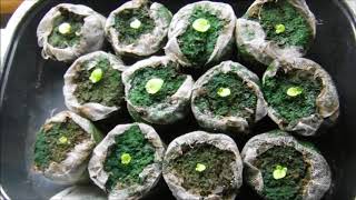 Wax Begonia seedlings update peat pellets vs seed starting mix [upl. by Clint42]