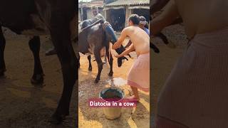 Distocia in a cowcow giving birth with difficultyhelping to a cowjay go mata [upl. by Ted]