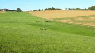 FillyCamp  JährlingsStuten auf der Koppel im Herbst 2012 [upl. by Stryker325]