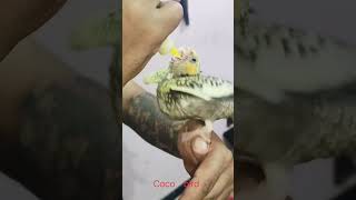 Bird cockatiel baby feeding timefull hand team  free fly training 5 days [upl. by Eskil42]