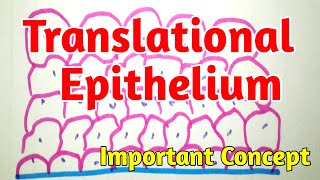 Translational EpitheliumTransitional Epithelium Histology [upl. by Ffej]