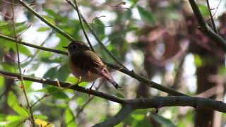 ルリビタキ6浅間山公園Redflanked Bluetail4K [upl. by Sliwa]