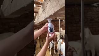 Bakri Farm Ki Safety Karen shorts viralvideo tanweer goatfarm bakrifarming [upl. by Stark]