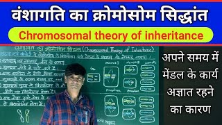 वंशागति का क्रोमोसोम सिद्धांत। Chromosomal theory of inheritance आनुवंशिकी का गुणसूत्रीय सिद्धांत [upl. by Trebma]