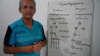 Gametogenesis Reproduccion en humanos profesor Anibal [upl. by Brownley]