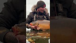 Teaser vidéo du 20 novembre carpe pechecarpe fishing carpiste [upl. by Zarah]