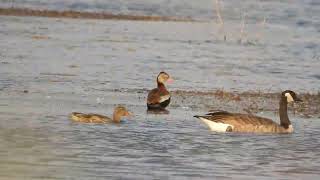 Black bellied whistling duck at Muirhead springs [upl. by Enylekcaj919]