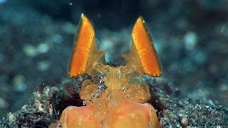 Mucky Secrets  Part 2  Anemonefish Shrimps amp Mantis Shrimps  Lembeh Strait [upl. by Eninahpets802]