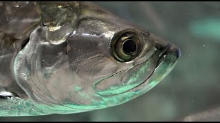 Facts The Atlantic Tarpon [upl. by Rednas]