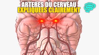 🔴 Neuroanatomie Artères du Cerveau Expliquées Très Clairement par Dr Astuce [upl. by Malik138]